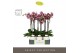 Phalaenopsis paars Optistar Prince 2 spike in Emilia White Aquo 15 bl. 