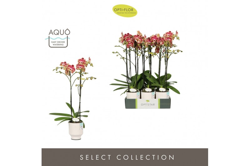 Phalaenopsis rood Optistar Spears 2 spike in Emilia White Aquo 15 bl.  
