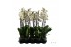 Phalaenopsis wit Phalaenopsis wit-gele lip - 2 tak 90cm 22 bl. 2 tak/p 