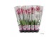 Phalaenopsis rood Phalaenopsis rood - 2 tak 80cm A2 16 bl. 2 tak/plnt 