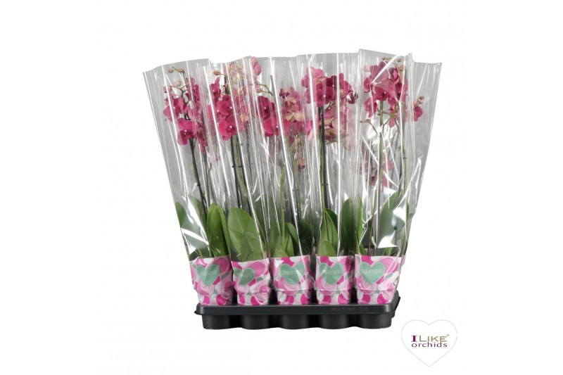 Phalaenopsis rood Phalaenopsis rood - 2 tak 80cm A2 16 bl. 2 tak/plnt 
