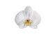 Phalaenopsis anthura cambridge Phalaenopsis Cambridge - 2 tak 80cm 16  