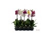 Phalaenopsis mix Phalaenopsis mix - 1 tak 50cm 6+ 6 bl. 1 tak/plnt