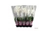Phalaenopsis wit Phalaenopsis wit - 1 tak 70cm A2 6 bl. 1 tak/plnt