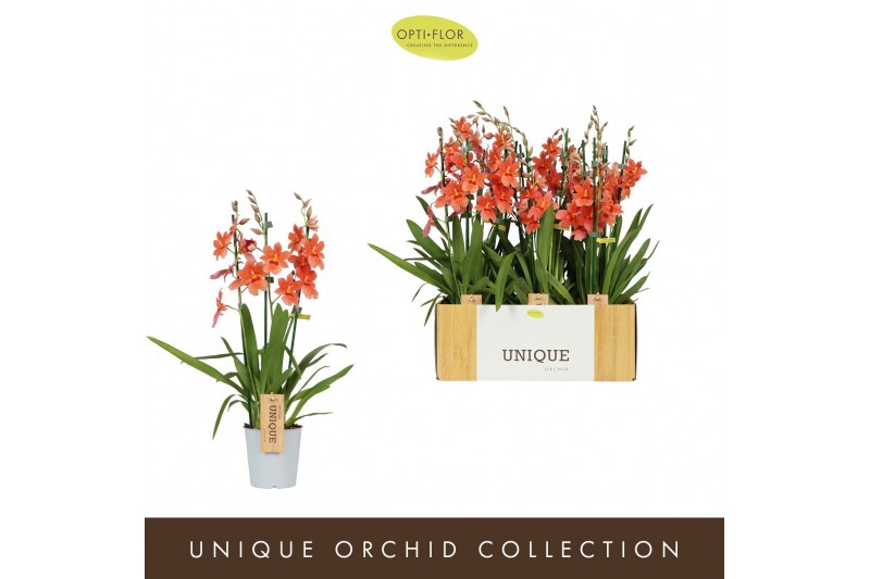 Burrageara nelly isler Nelly Isler Peach 3 spike3 tak/plnt 500 