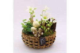 Arrangementen helleborus NHCR-2502 Verboom Helleborus 3 pp