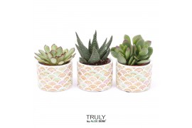 Succulenten TRULY Succulent, Sun 1 pp