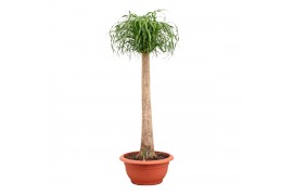 Beaucarnea recurvata Beaucarnea recht 55 cm 1 tak/plnt