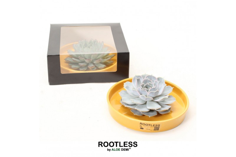Arrangementen succulenten ROOTLESS Echeveria, Yellow bowl - black box1 