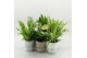Kamerplanten mix K-3 Mixplanten in Keramiek 