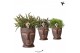 Rhipsalis mix Kolibri Greens Rhipsalis mix in Totem Mask pot1 pp 