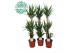 Yucca Yucca p24, 90+45+20 (2+ KOP) 3 pp 