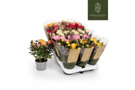 Rosa kordana grande mix Rosa Kordana Grande Mix6 bl.