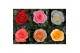 Rosa kordana grande mix Rosa Kordana Grande Mix6 bl. 