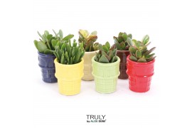 Crassula mix TRULY Crassula, ice cream 1 pp