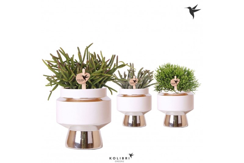 Rhipsalis mix Kolibri Greens Rhipsalis mix in Le Chic pot silver1 pp 
