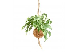 Monstera Kokodama 17 cm Monstera Minima 1 pp