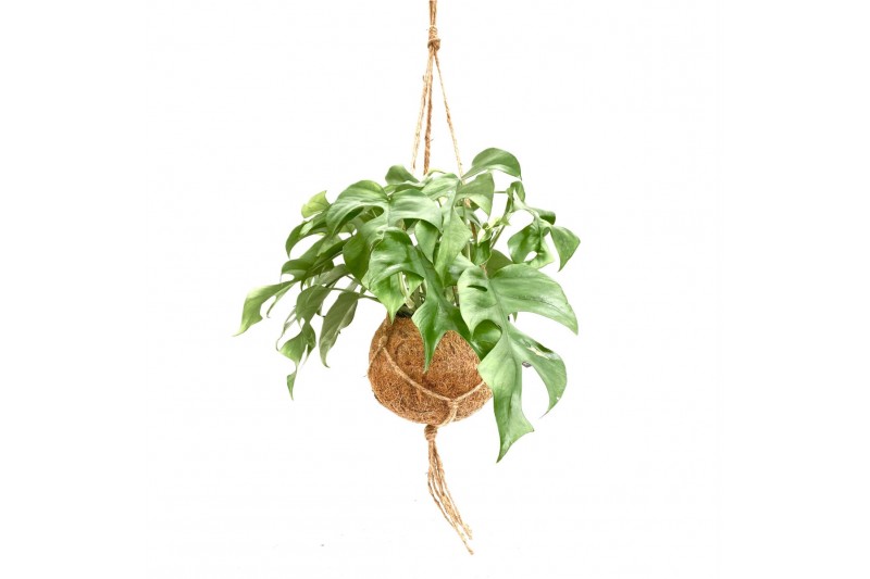 Monstera Kokodama 17 cm Monstera Minima 1 pp 