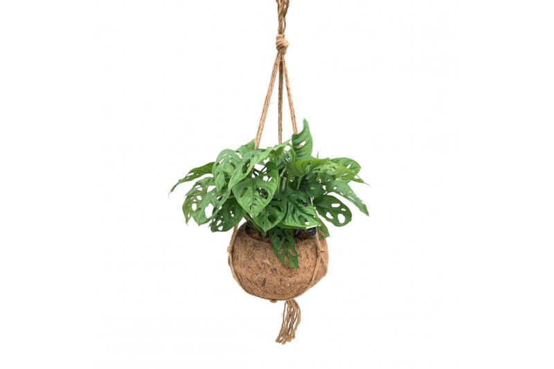 Monstera obliqua monkey mask Kokodama XXL Monstera Monkey Mask 1 pp 