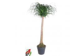 Beaucarnea recurvata Beaucarnea stam P34 - 4ft1 tak/plnt 1 pp