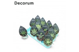 Haworthia mix Haworthia Mix (4spc.) (decorum)12