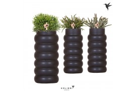 Rhipsalis mix Kolibri Greens Rhipsalis mix in Bubble Falls pot black1 