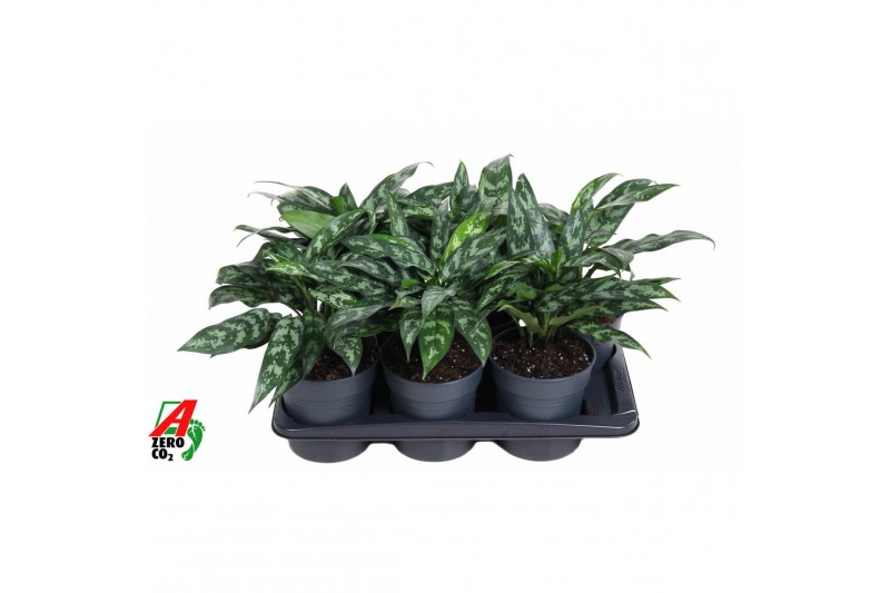 Aglaonema maria Aglaonema Maria3 pp 