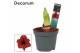 Hippeastrum Kolibri Top Choice 2 Knop (Decorum) 