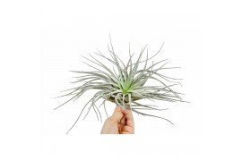 Tillandsia tillandsia silver1 bl.