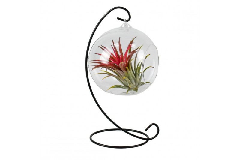 Tillandsia arrangement Tillandsia hangbol frame medium1 pp 