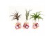 Tillandsia arrangement tillandsia houtblok small1 pp 