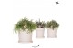 Rhipsalis mix Kolibri Greens Rhipsalis mix in Flower pot sand1 pp 