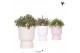 Rhipsalis mix Kolibri Greens Rhipsalis mix in Diabolo pot mix1 pp 