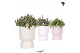 Rhipsalis mix Kolibri Greens Rhipsalis mix in Diabolo pot mix1 pp