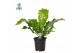 Asplenium nidus Asplenium nidus - Air So Pure 