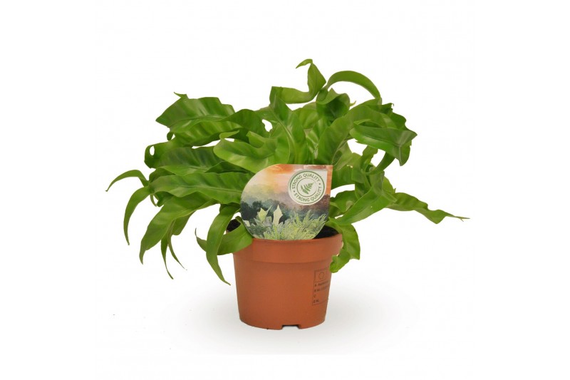 Asplenium antiquum hurricane Asplenium Hurricane 