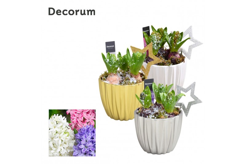 Arrangementen hyacinthus Hyacint Shiny Pearl HL12202 [SHINY & SPARKLIN 