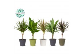Dracaena marg. mix Dracaena Marginata mix p14 in COCO Keramiek 1 pp