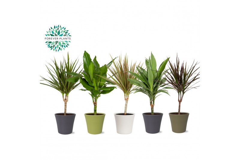Dracaena marg. mix Dracaena Marginata mix p14 in COCO Keramiek 1 pp 