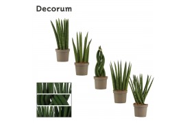 Sansevieria cylindrica Mix 9cm Decorum