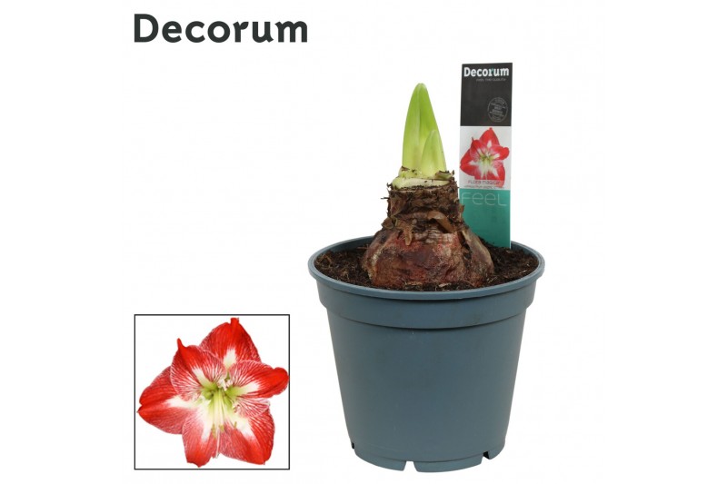 Hippeastrum Exotic Striped 2/3 Knop Bolmaat 36-40 (Decorum) 