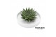 Arrangementen succulenten ROOTLESS Succulent, Octopus bowl1 pp 