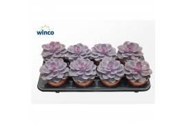 Echeveria Echeveria Purple Pearloverige bl.