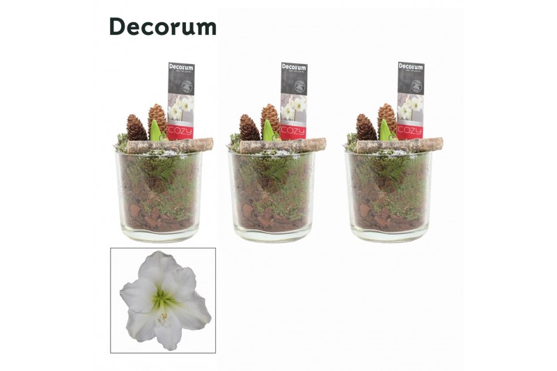 Hippeastrum Wit 2 Knop Claudia glas KERST (Decorum) 