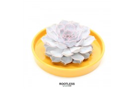 Arrangementen succulenten ROOTLESS Echeveria, Yellow bowl 1 pp