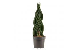 Sansevieria cylindrica Sansevieria Cylindrica 17 cm Braid