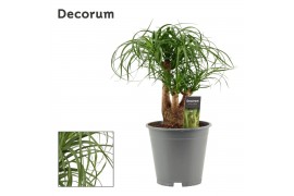 Beaucarnea recurvata Beaucarnea vertakt 19 cm (Decorum) 3 tak/plnt