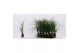 Beaucarnea recurvata Beaucarnea bol 9 cm (1 kop) 1 tak/plnt 
