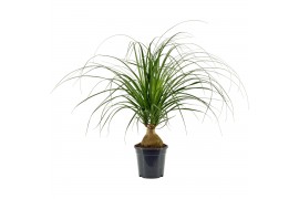 Beaucarnea recurvata Beaucarnea bol 17 cm 1 tak/plnt