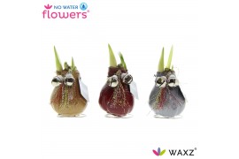 Hippeastrum gewaxt No Water Flowers® Jingle Bellz2 tak/plnt